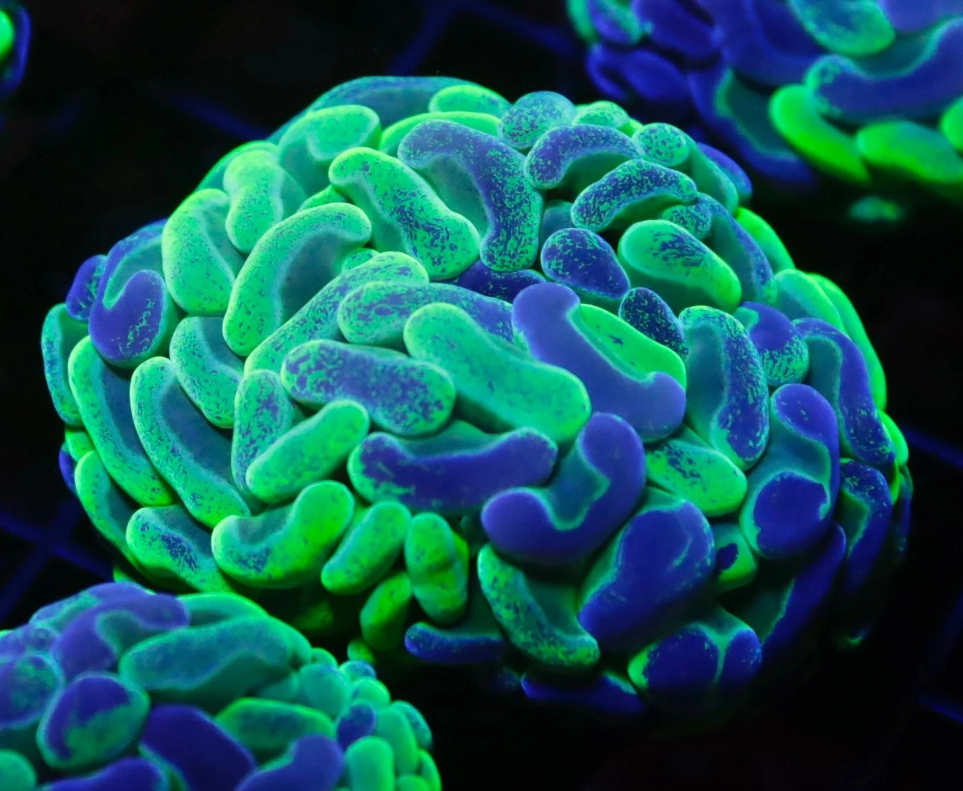 Hammer Coral