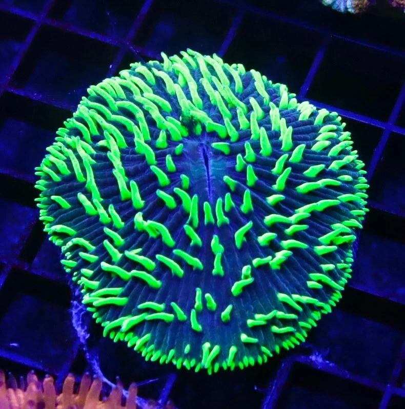 Plate Coral